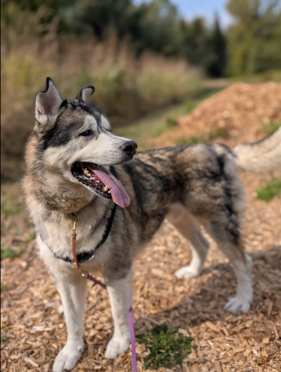dog-image