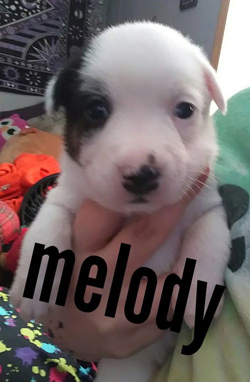 Melody