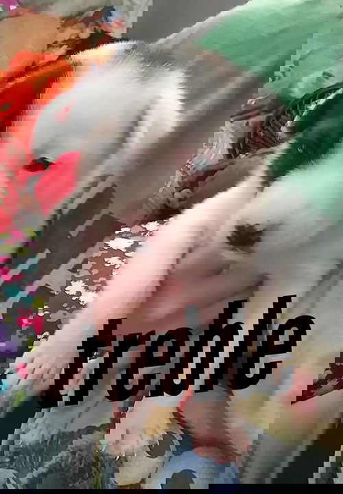 Trebel