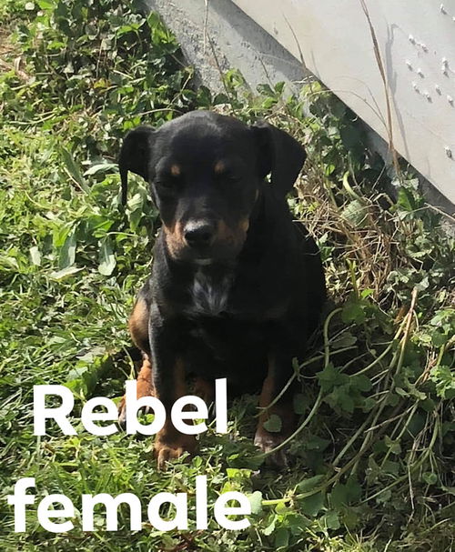 Rebel