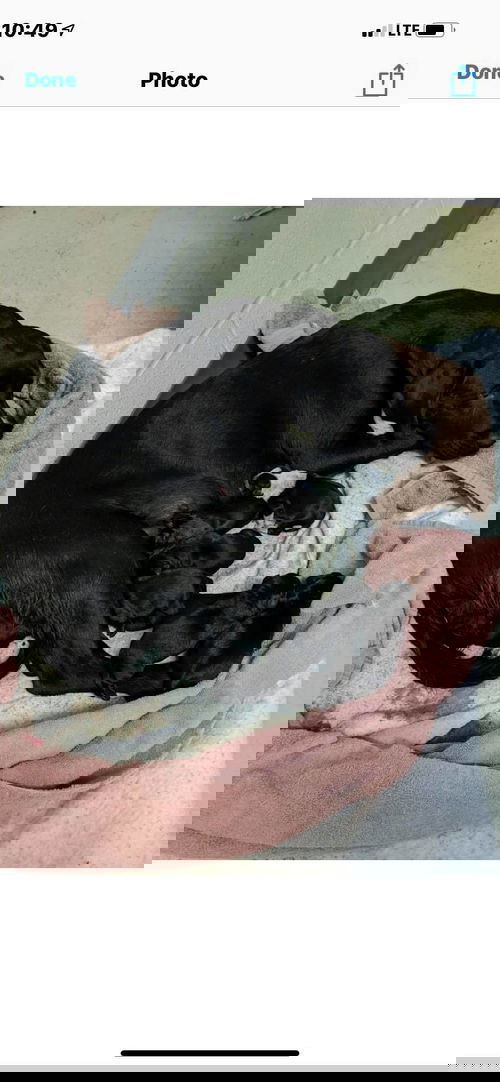 Loretta