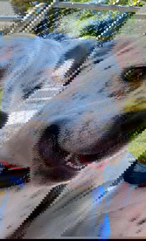 Oreo