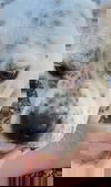 Oreo