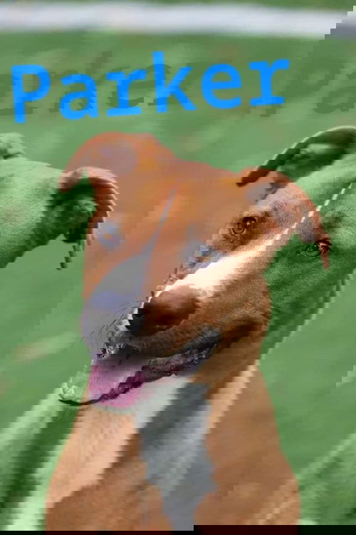 Parker
