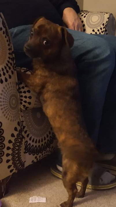 Chewie