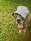 Bruno