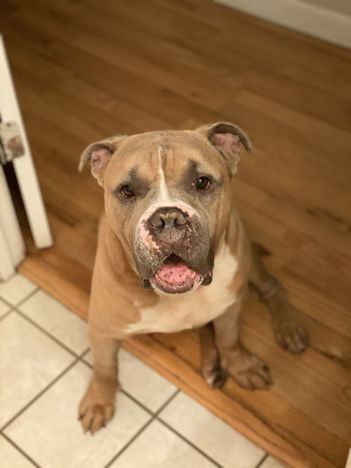 Hugo