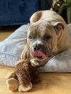 Hugo
