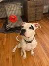 Petey