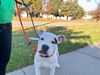 Petey