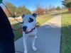 Petey