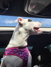 Petey