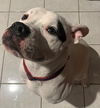 Petey