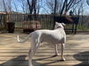 Petey