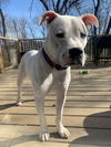 Petey