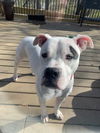 Petey