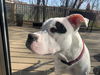 Petey