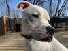 Petey