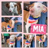 Mia - *Sponsored by Royal Canin