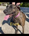 Elvira - *Sponsored by Royal Canin