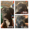 Bruno, Bart, Boris