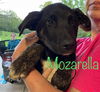 Mozarella-available (Cheddar/Swiss/Colby) n/a