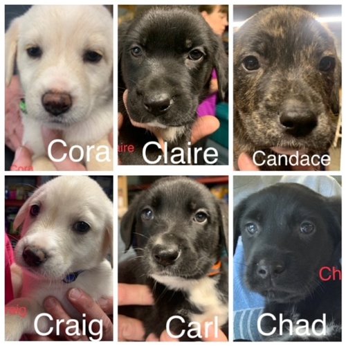 Candace, Carl, Claire, Cora, Craig, Chad