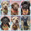 Perdita Litter - Rally, Thunder, Pepper, Fidgit...