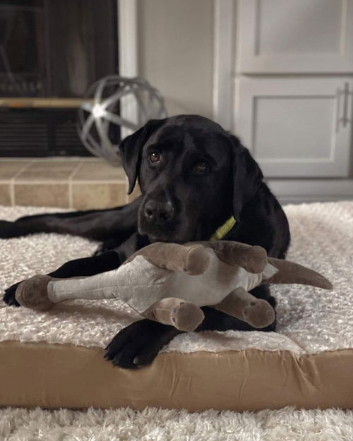 Lila