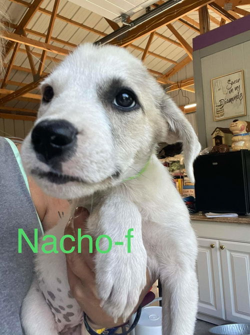 Nacho