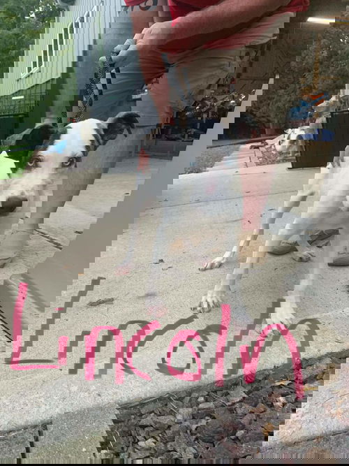 Lincoln