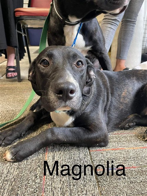 Magnolia (Maggie)
