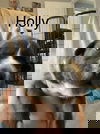 Holly