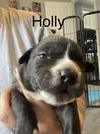 Holly