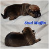 StudMuffin