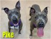 adoptable Dog in , MI named PIKE