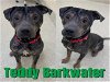 adoptable Dog in saginaw, MI named TEDDY BARKWATER