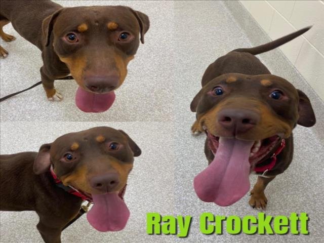 adoptable Dog in Saginaw, MI named RAY CROCKETT