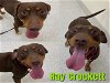 adoptable Dog in saginaw, MI named RAY CROCKETT
