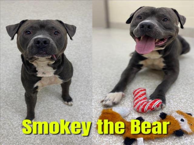 adoptable Dog in Saginaw, MI named SMOKEY THE BEAR