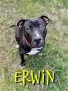 adoptable Dog in saginaw, MI named ERWIN