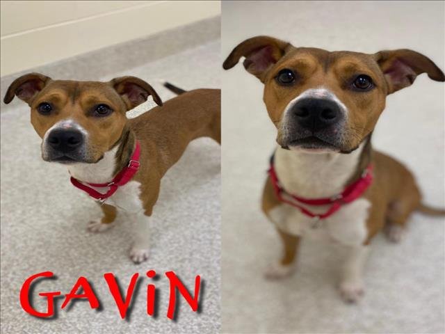 adoptable Dog in Saginaw, MI named GAVIN