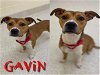adoptable Dog in  named GAVIN