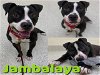 adoptable Dog in saginaw, MI named JAMBALAYA