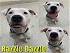 adoptable Dog in , MI named RAZZLE DAZZLE