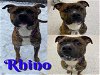 adoptable Dog in , MI named RHINO