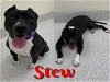 adoptable Dog in saginaw, MI named STEW