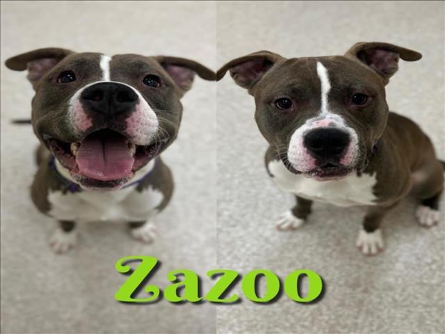 adoptable Dog in Saginaw, MI named ZAZOO
