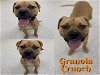 adoptable Dog in saginaw, MI named GRANOLA CRUNCH