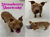 adoptable Dog in saginaw, MI named STRAWBERRY SHORTCAKE